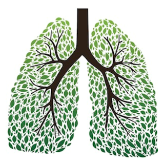 How to Protect Your Lungs from Diseases?